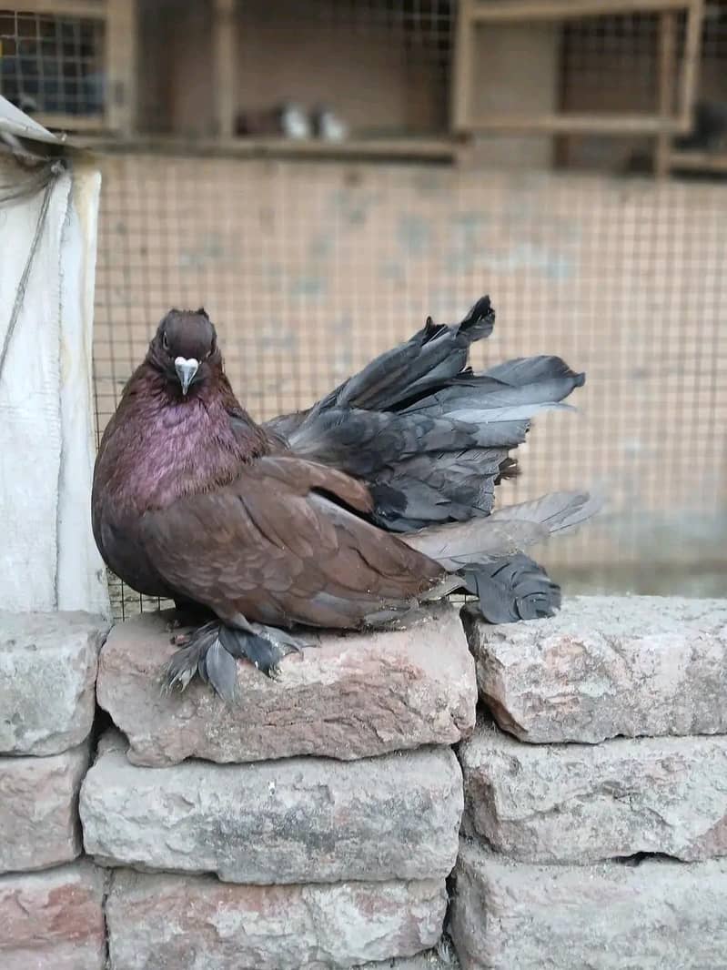 Fancy Pigeons 0