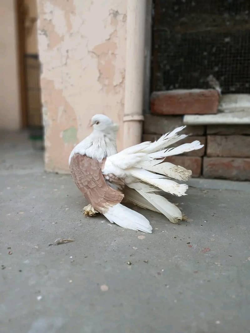 Fancy Pigeons 1