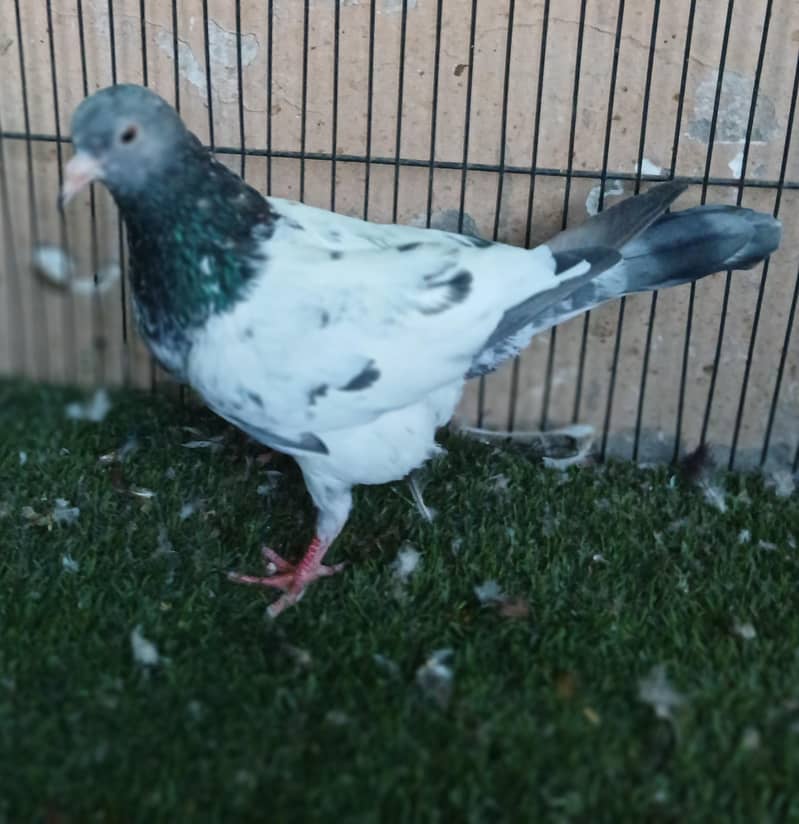 Fancy Pigeons 2