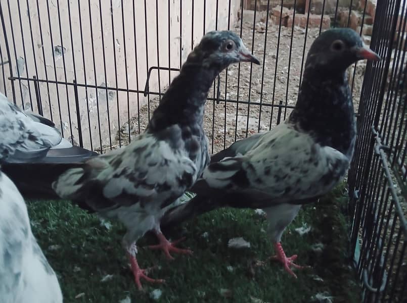 Fancy Pigeons 3