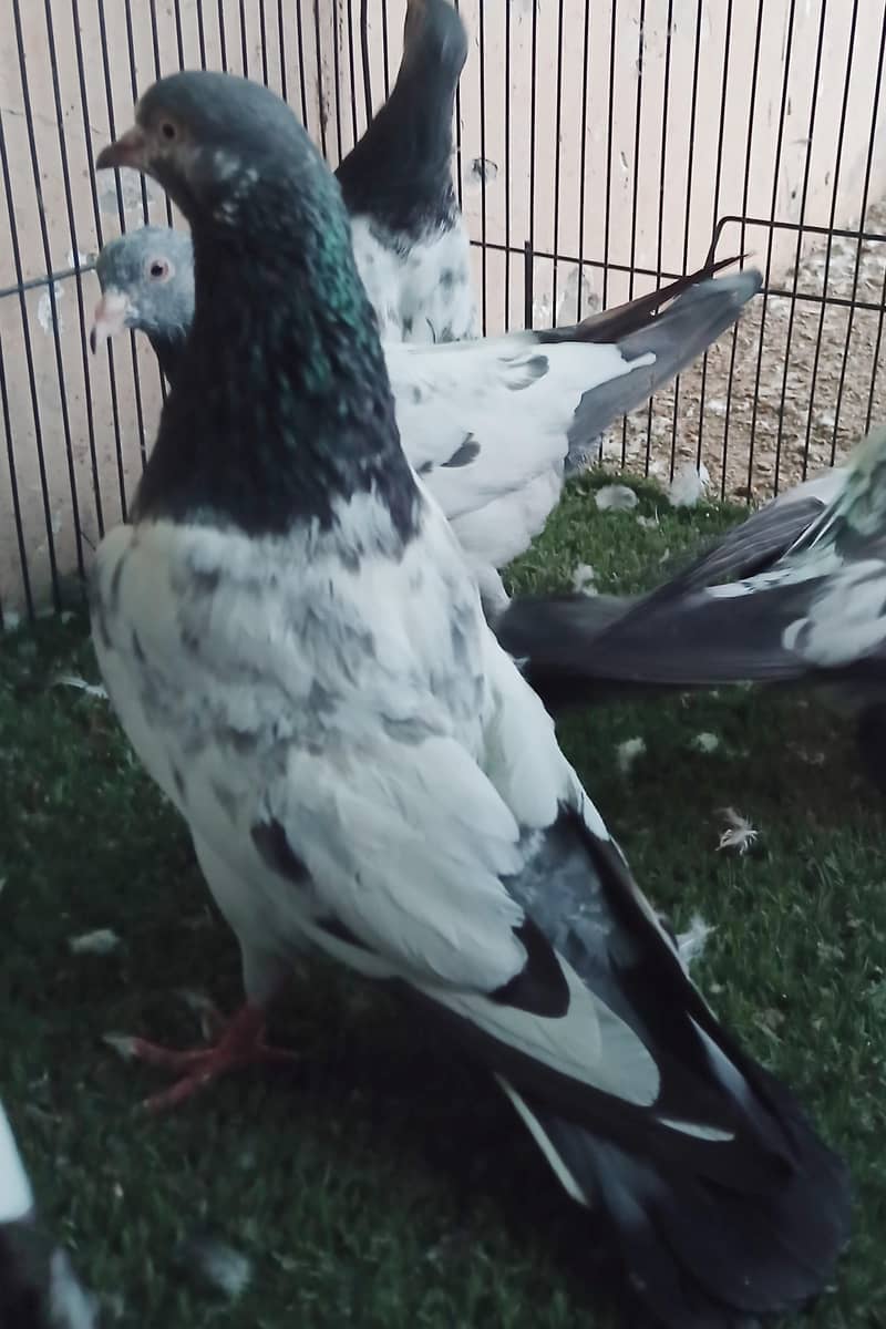 Fancy Pigeons 4