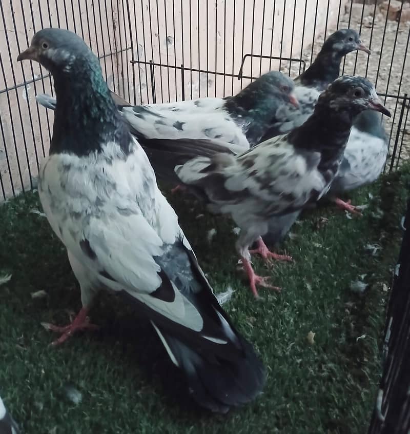 Fancy Pigeons 5