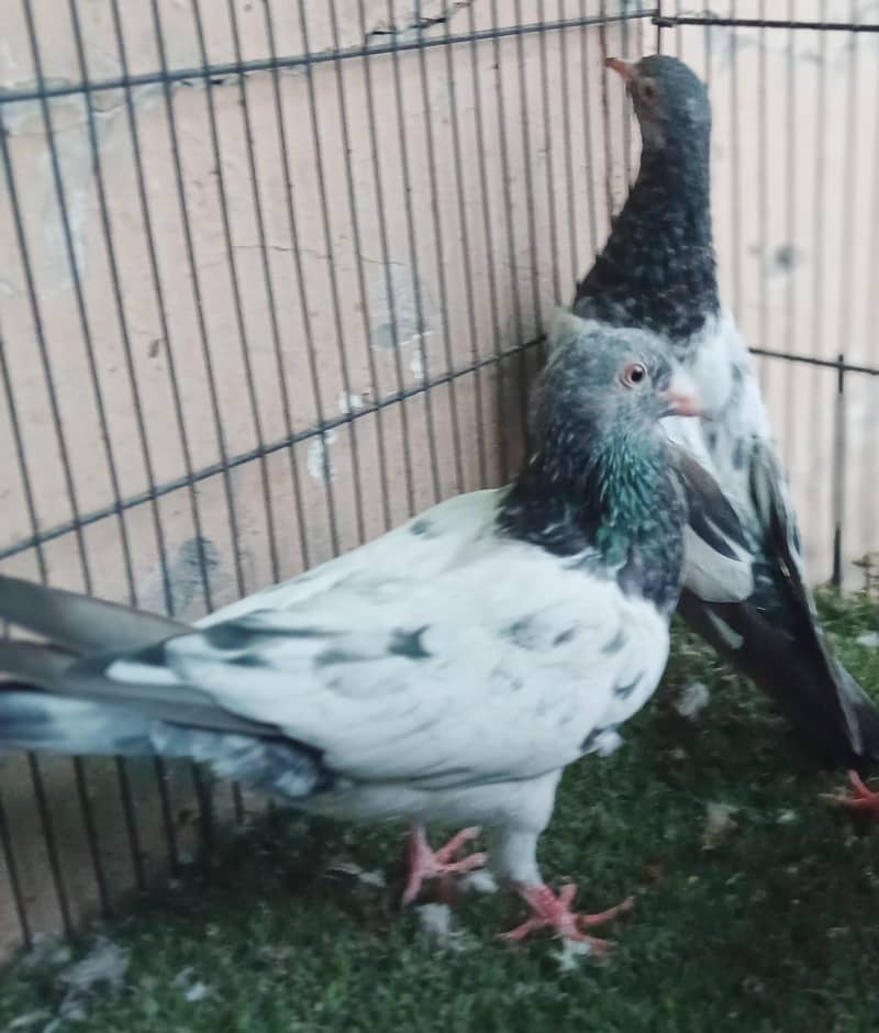 Fancy Pigeons 6