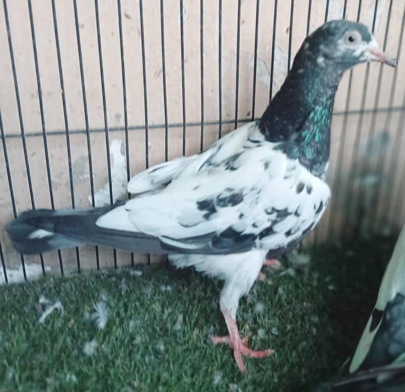 Fancy Pigeons 7