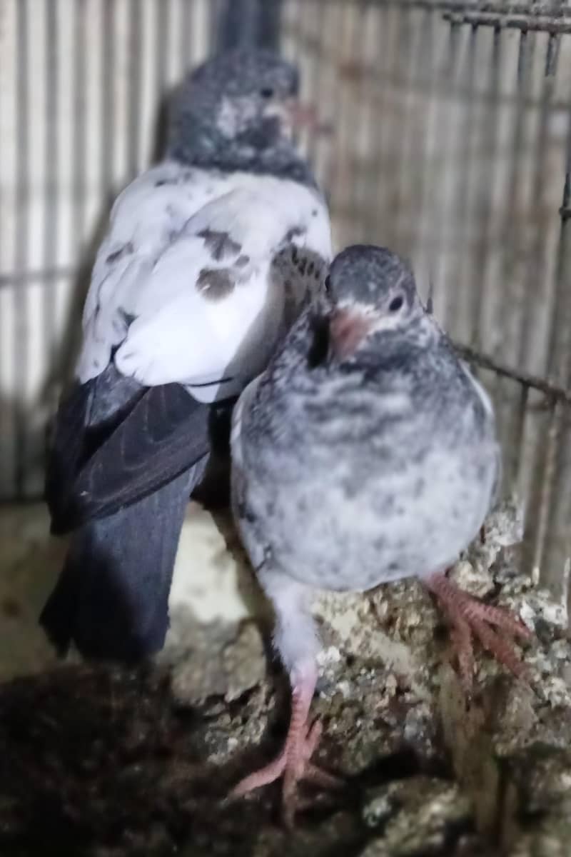 Fancy Pigeons 8