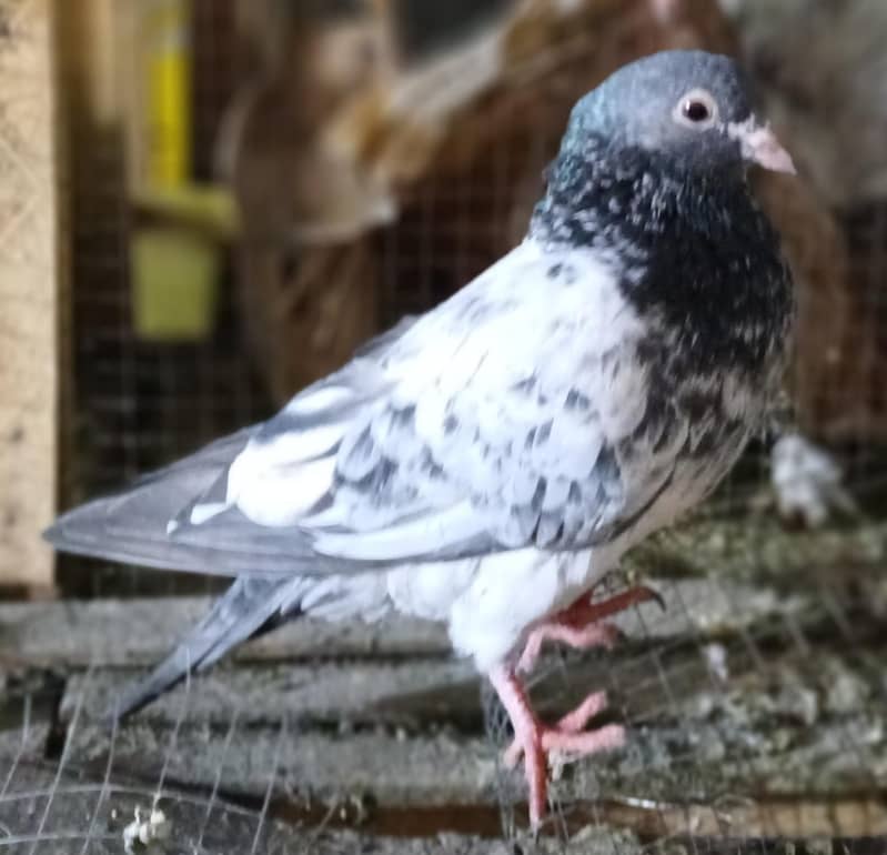 Fancy Pigeons 10