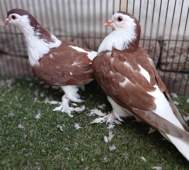 Fancy Pigeons 12