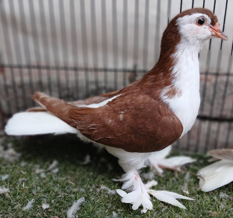Fancy Pigeons 13