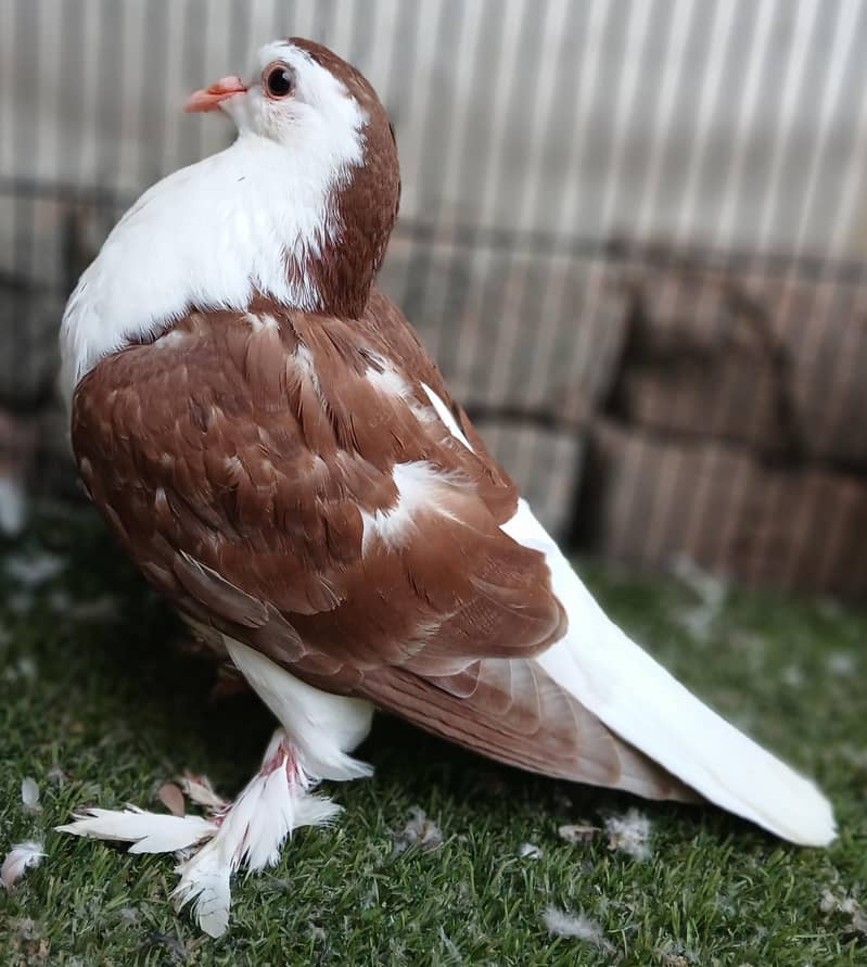 Fancy Pigeons 14