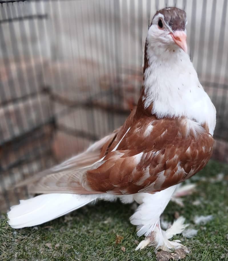 Fancy Pigeons 15