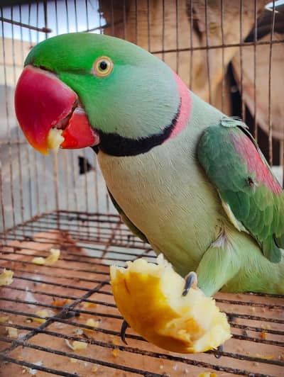 raw parrot male