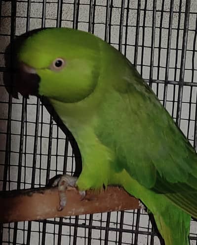 Ringneck Breeder Female