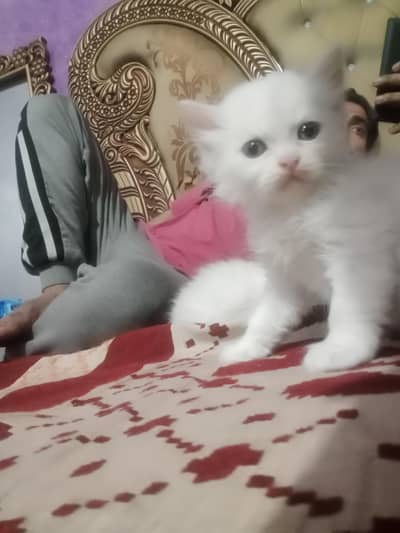 Persian cat cute kittens