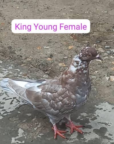 Pigeons 0312 5925861