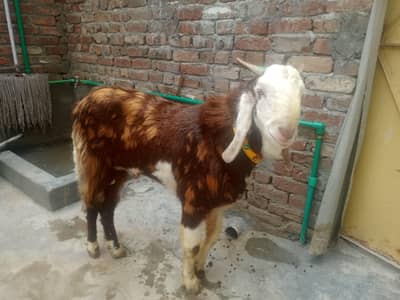 Qurbani Bakra For sale