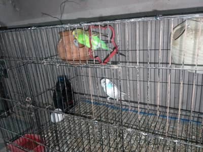 australian and lovebird