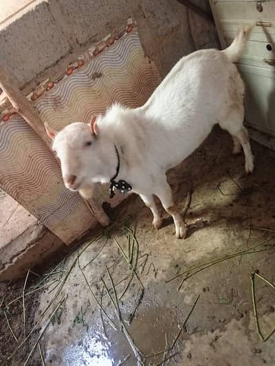 For sale  Teddy nasal