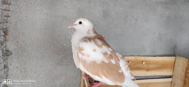 2 doves pair for sale
