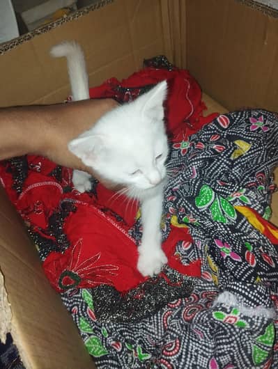 Persian cat single kot