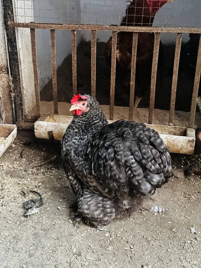 Coco cochin bantam chicks available