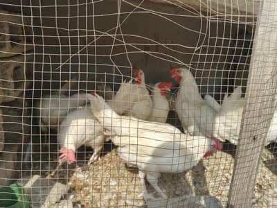 5 White Layer hens for sale