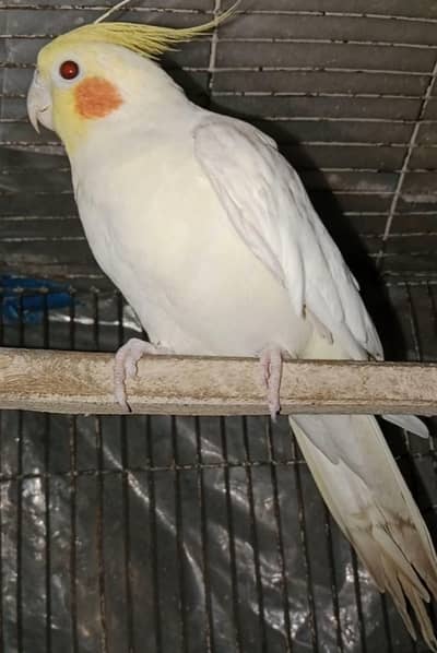 Common white cocktail breeder male for sale