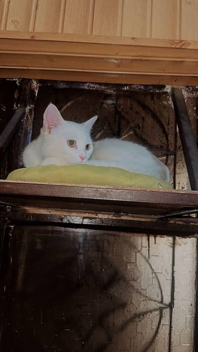 pesian male cat for sale age 2 sy 3 months