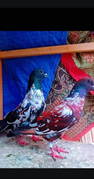 Black Pishori breeder pair peshori kabra pigeon kabotar pigeons sale