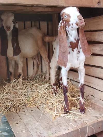 Makhi chiny pair for sale bakra bakri