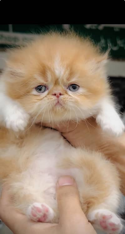 Bi coloure piki male kitten for sale