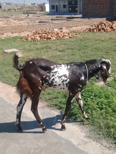 Selling Buck / بکرا