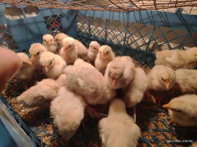White Buff Chicks Available for sale