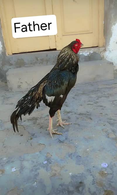 Aseel mushka murga,patha,murgi chicks sale whatsapp number 03161731812