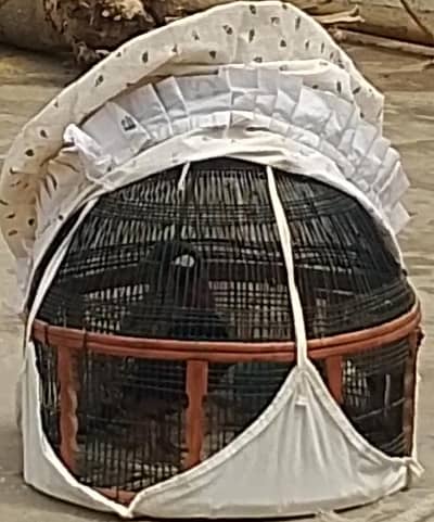 Patha hay abhi 6 month ho gay mairay pas dhar ni krta  saf sutra peice