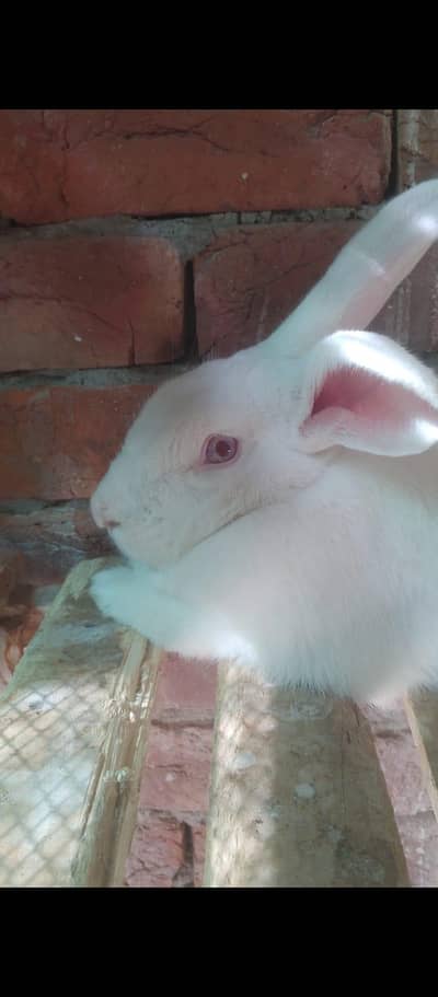 newzealand rabbit female 4.8kg