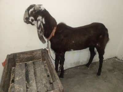 Ghar ka Pala howa Bakra h full healthy and active (65000)