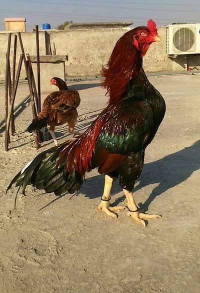 PURE HIGH QULITY ASEEL BREEDERS FOR SALE