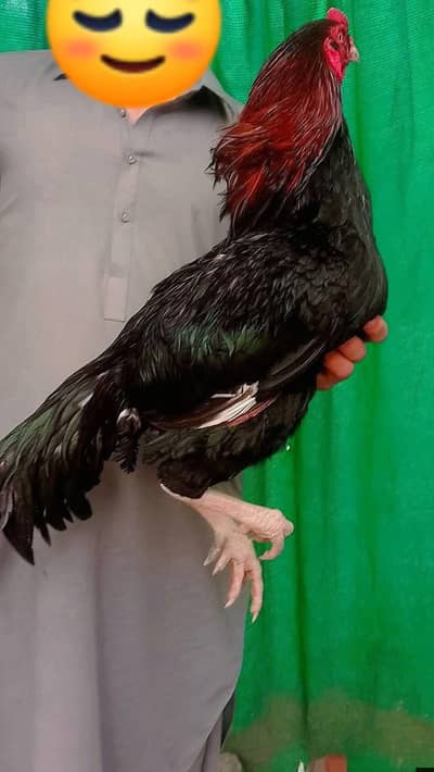 PURE HIGH QULITY ASEEL BREEDERS FOR SALE