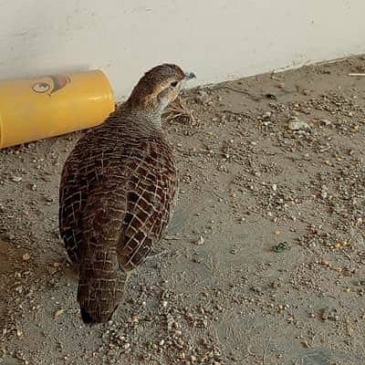 Female teetar exchange possible