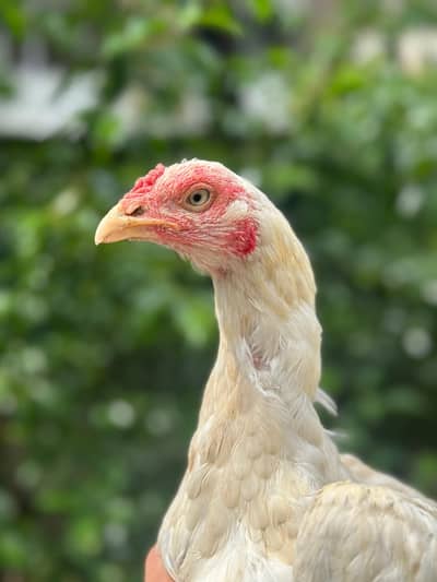 aseel high quality 2 madi available