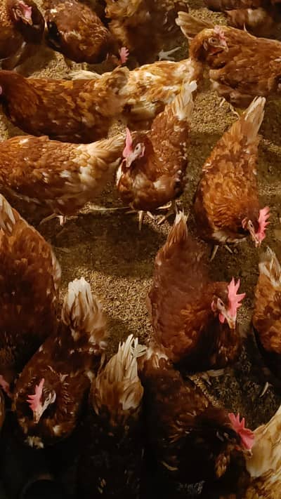 Desi Murghi (Egg laying)