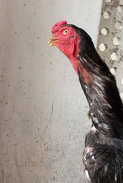 Dark blue quality breed