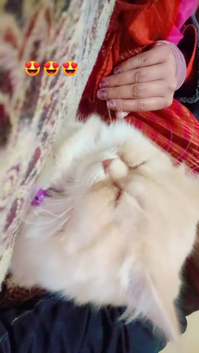 Triple coated persian kitten