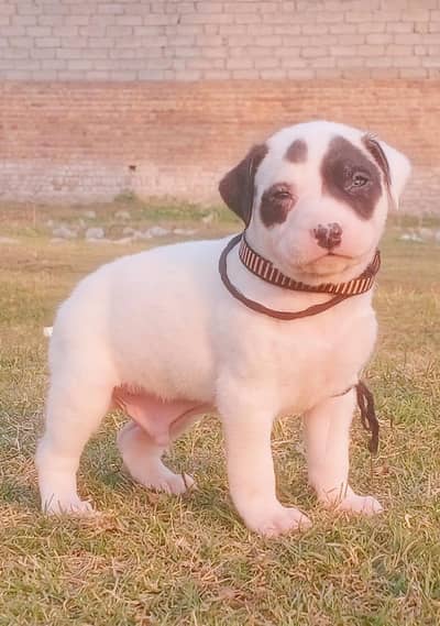 bully guitar male dog / bully dog / dog for sale