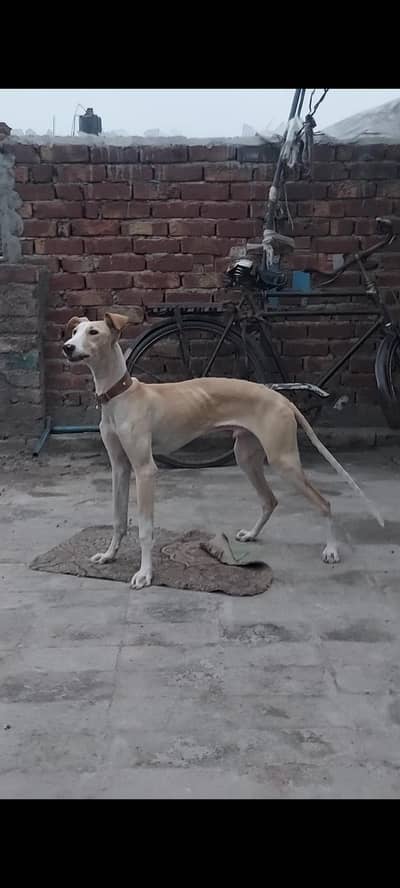 Greyhound mix breed Dog