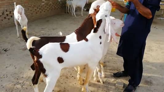 ماشاءاللہ دو بکرے قربانی کے لیے فور سیل۔ call me 03298995343