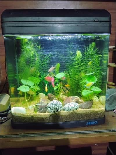importet aquarium and fish for sale
