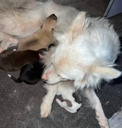 bachy sale kar RHA hu