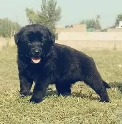 German Shepherd puppy | Long Coat puppies | Dog For Sale | GSD