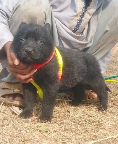 German Shepherd Dog | Long Coat puppies | Dog For Sale | GSD